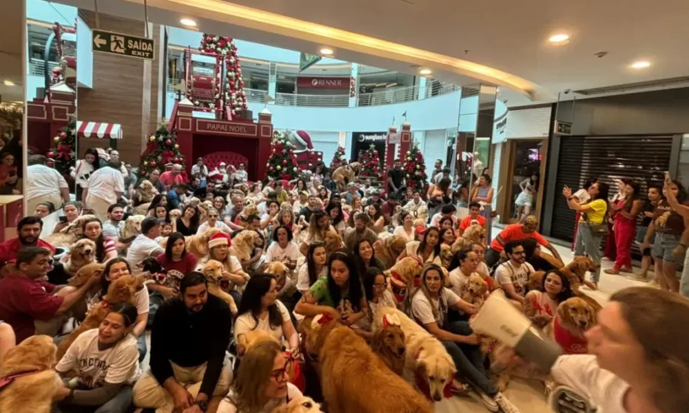 Goiânia Shopping reúne 125 golden retrievers em encontro com Papai Noel (Foto cedida ao Mais Goiás)
